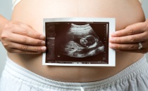 gravid