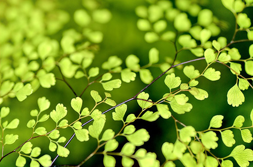 gröna små blad