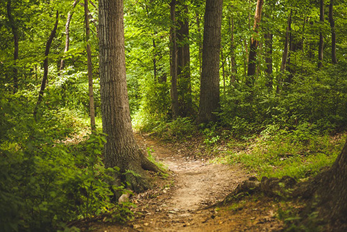 skog-natur